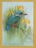 `Kingfisher and Yellow Flags (From a Ceramic Tile) by Jean Evans` - Postally Unused - The Medici Society Postcard.