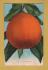`2195-A California Orange - The Northern California Citrus Fair` - Postally Unused - Edward H.Mitchell Postcard.
