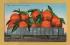 `1881-A Carload of Naval Oranges From _______ - The Northern California Citrus Fair` - Postally Unused - Edward H.Mitchell Postcard.