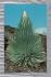 `The Haleakala Silversword` - Postally Unused - Curteichcolor Postcard