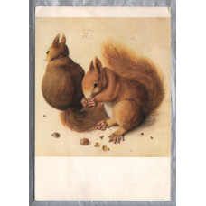 `Squirrels - Durer 1512` - Montreal - Postally Unused - Fernand Hazan Postcard