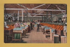 `979-Orange Packing in California - The Northern California Citrus Fair` - Postally Unused - Edward H.Mitchell Postcard. `979-Orange Packing in California - The Northern California Citrus Fair` - Postally Unused - Edward H.Mitchell Postcard.