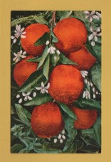 `1332-California Oranges - The Northern California Citrus Fair` - Postally Unused - Edward H.Mitchell Postcard. `1332-California Oranges - The Northern California Citrus Fair` - Postally Unused - Edward H.Mitchell Postcard.