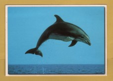 `Bottlenose Dolphin - Dolphin Watch` - Coastal Images - Postally Unused - J.Salmon Ltd Postcard.