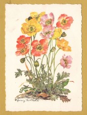 `Plant - Alpenmohn by Anna Maria Schwarz-Torinus` - Postally Unused - Edition Korsch Postcard.