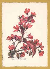 `Plant - Ornamental Plum by Anna Maria Schwarz-Torinus` - Postally Unused - Edition Korsch Postcard.