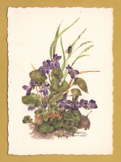 `Plant - Violet by Anna Maria Schwarz-Torinus` - Postally Unused - Edition Korsch Postcard.