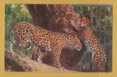 `Leopards at the Zoo` - Postally Unused - J.Salmon Postcard.