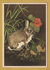 `Young Rabbit and Berries by Maurice Wilson` - Postally Unused - Royle Publications Postcard.