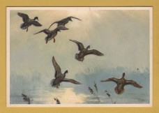 `Mallards in a Misty Morning by Peter Scott` - Postally Unused - Royle Publications Postcard.