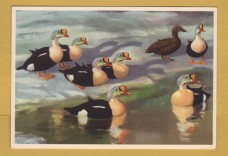 `King Eiders on Ice by Peter Scott` - Postally Unused - Royle Publications Postcard.