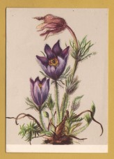`Plants - Mountain Pasque Flower - From M.Lippman-Pawlowski, `The Most Beautiful Alpine Flowers`` - Postally Unused - Pinguin Postcard.