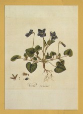 `Plants - Dog Violet (Viola riviniana) from `Flora Londinensis` 1798 by William Curtis` - Postally Unused - Chelsea Psychic Garden Postcard.