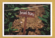 `BROAD BEAN - Eat Seasonably`- Postally Unused - Eat Seasonably Postcard.
