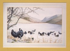 `Gwesty TYNYCORNEL Hotel - Talyllyn, Tywyn`- Postally Unused - Celtic Camera Postcard.