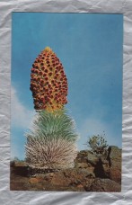 `The Haleakala Silversword...` - Postally Unused - Curteichcolor Postcard
