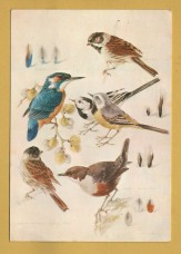 `Waterside Birds by Michael Eldridge` - Postally Unused - The Medici Society Postcard. `Waterside Birds by Michael Eldridge` - Postally Unused - The Medici Society Postcard.