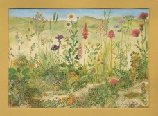 `Chalk Grassland` - Postally Unused - British Museum (Natural History) Postcard.