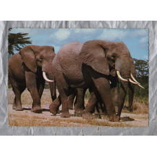 `East African Game (Elephants) - Postally Used - Kilindini Road 8th August 1969 Mombasa Kenya Postcard - Italcolor Postcard