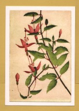 `Plants - Fuchia, Fuchia magellanica by Sally Corbet` - Postally Unused (although message written to rear) - Sally Corbet Postcard.