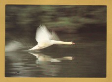 `Take Off, Speed and Grace as the Swan Lifts off From the Thames` - Postally Unused - Chris Andrews Photographic Art Postcard.