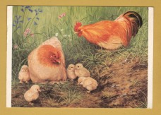 `Buff Pekings with Chicks by Geoffrey Campbell Black` - Postally Unused - The Medici Society Postcard.
