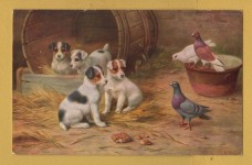 `Pigeons and Puppies by Edgar Hunt` - Postally Used-1976 - J.Salmon Postcard.