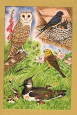 `British Birds - Common Birds of Farmland and Hedgerow-Summer by Michael Stringer` - Postally Unused - Michael Stringer Postcard.