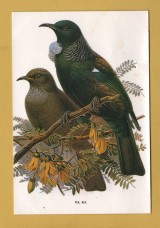 `TUI, (Prosthermadera novaeseelandise, New Zealand` - Postally Used-1999 - Tiki Postcard.