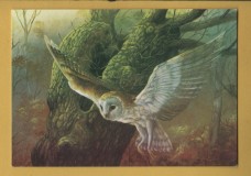 `Owl in Flight by Daphne Baxter` - Postally Unused - The Medici Society Postcard.