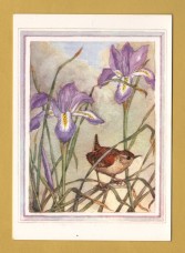 `Wren and Stylosa by Molly Brett` - Postally Unused - The Medici Society Postcard.