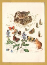 `Bird, Beast and Flower by Mildred Eldridge` - Postally Unused - The Medici Society Postcard.