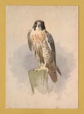 `Peregrine Falcon by Archibald Thorburn` - Postally Unused - J.Arthur Dixon Postcard.