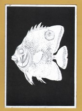 `A Tropical Fish` - Postally Unused - F.J.Warren Postcard.