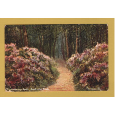 `Rhododendron and Branksome Woods - Bournemouth` - Postally Used - Greenwich S.O.S 7th November 1908 Postmark - S.Hildesheimer Postcard