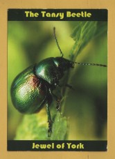 `The Tansy Beetle - Jewel of York - 2011`- Postally Unused - Geoff Oxford Postcard.