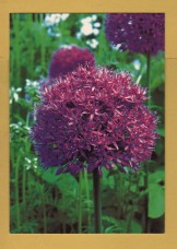 `GARDNERS` WORLD Magazine - Summer Bulbs, Allium Aflatunense`- Postally Unused - Magazine. Postcard.