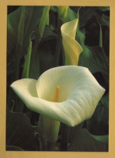 `GARDNERS` WORLD Magazine - Summer Bulbs, Zantedeschia Aethiopica`- Postally Unused - Magazine. Postcard.