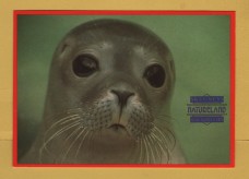`Skegness - NATURELAND - Seal Sanctuary`- Postally Unused - E.L.P.P. Postcard.