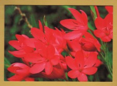 `GARDNERS` WORLD Magazine - Summer Bulbs, Schizostylis Coccinea `Professor Barnard``- Postally Unused - Magazine. Postcard.