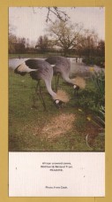 `A Limited Edition Postcard - African Crowned Cranes - Wildfowl & Wetlands Trust - Peakirk`- Postally Unused - Noel Tatt Ltd Postcard.