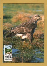 `Stop Illegal POISONING of Our Wildlife - Common Buzzard`- Postally Unused - Department of the Environment. Postcard.