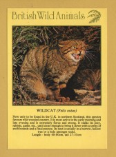 `British Wild Animals - WILDCAT (Felis Catus)`- Postally Unused - J.Arthur Dixon Postcard.