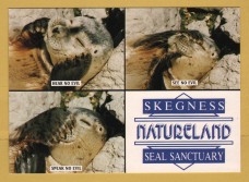 `Skegness - NATURELAND - Seal Sanctuary`- Postally Unused - E.L.P.P. Postcard.