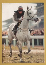 `DESERT ORCHID - Cheltenham Racecourse, Gloucestershire`- Postally Unused - Racecourse Postcard.