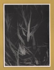 `Winter Reed by Shane Edgar` - Postally Unused - Athena Postcard.