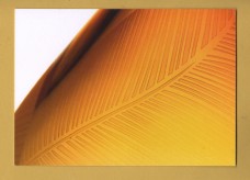 `Rosie Sutcliffe Glass` - Postally Unused - Rosie Sutcliffe Postcard