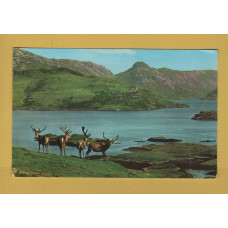 `Royal Stag in Velvet, Scottish Highlands` - Postally Used - Pitlochry 5th August 1976 Perthshire with Slogan - Photo Precision Ltd Postcard.