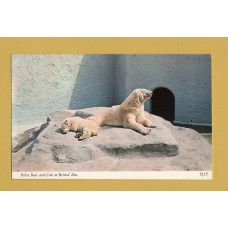 `Polar Bear and Cub at Bristol Zoo` - Postally Unused - Harvey Barton Postcard.