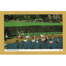 `Flamingoes at Bristol Zoo` - Postally Unused - Harvey Barton Postcard.